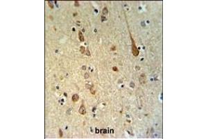 FH2 Antibody (C-term) (ABIN651343 and ABIN2840194) IHC analysis in formalin fixed and paraffin embedded human brain tissue followed by peroxidase conjugation of the secondary antibody and DAB staining. (FAAH2 anticorps  (C-Term))