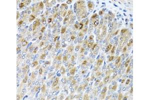 Immunohistochemistry of paraffin-embedded Mouse stomach using MTX2 Polyclonal Antibody at dilution of 1:100 (40x lens). (MTX2 anticorps)