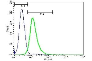 U937 cells probed with Rabbit Anti-TREM2 Polyclonal Antibody, FITC Conjugated .