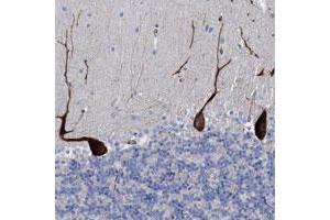 Immunohistochemical staining of human cerebellum with HS3ST5 polyclonal antibody  shows strong cytoplasmic positivity in Purkinje cells. (HS3ST5 anticorps)