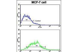 Flow cytometric analysis of MCF-7 cells using H Cadherin (CDH13) Antibody (bottom histogram) compared to a negative control cell (top histogram).