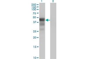 Western Blot analysis of DMRT1 expression in transfected 293T cell line by DMRT1 monoclonal antibody (M01), clone 1G11. (DMRT1 anticorps  (AA 1-373))