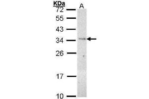 WB Image Sample (30 ug of whole cell lysate) A: H1299 12% SDS PAGE antibody diluted at 1:1000 (PLSCR3 anticorps)