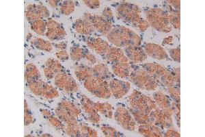 IHC-P analysis of Human Stomach Tissue, with DAB staining. (CD40 anticorps  (AA 26-187))
