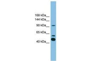 Image no. 1 for anti-Phospholipase A2, Group IVE (PLA2G4E) (AA 751-800) antibody (ABIN6745044)