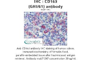 Image no. 1 for anti-CD163 (CD163) antibody (ABIN1721750) (CD163 anticorps)