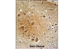 anti-SPARC-Like 1 (Hevin) (SPARCL1) (AA 208-236) antibody