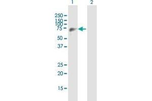 Western Blot analysis of EIF4G3 expression in transfected 293T cell line by EIF4G3 MaxPab polyclonal antibody. (EIF4G3 anticorps  (AA 1-515))