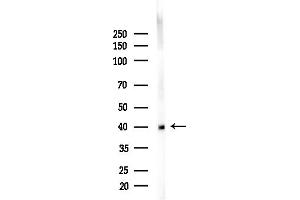 anti-Tropomodulin 1 (TMOD1) (N-Term) antibody