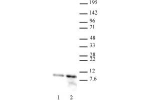 Histone H4 acetyl Lys12 antibody (pAb) tested by Western blot. (Histone H4 anticorps  (acLys12))