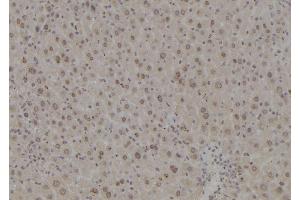 ABIN6277219 at 1/100 staining Mouse liver tissue by IHC-P. (POLR2L anticorps  (Internal Region))
