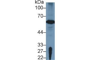 Detection of FOXP3 in Human Hela cell lysate using Polyclonal Antibody to Forkhead Box P3 (FOXP3)