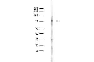 Western blot analysis of lysates from Mouse brain, using Phospho-LIMK2 (Ser283) Antibody at 1/1000 dilution.