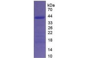 SDS-PAGE of Protein Standard from the Kit (Highly purified E.