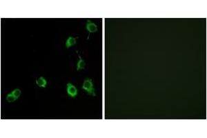 Immunofluorescence analysis of COS7 cells, using OR5B12 Antibody. (OR5B12 anticorps  (AA 195-244))