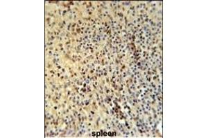 SPT13 Antibody (Center) (ABIN651695 and ABIN2840364) immunohistochemistry analysis in formalin fixed and paraffin embedded human spleen tissue followed by peroxidase conjugation of the secondary antibody and DAB staining. (SPATA13 anticorps  (AA 204-232))