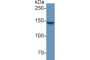 Western Blot; Sample: Mouse Heart lysate; Primary Ab: 2µg/ml Rabbit Anti-Mouse COL6a1 Antibody Second Ab: 0.
