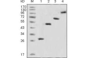 Western blot analysis using GFP mouse mAb against recombinant GFP fusion protein (1) and various recombinant fusion protein with GFP tag (2, 3, 4).