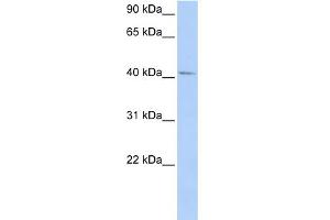 WB Suggested Anti-GTF2H4 Antibody Titration:  0.