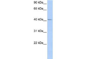 WB Suggested Anti-GTF2H4 Antibody Titration:  0. (GTF2H4 anticorps  (N-Term))