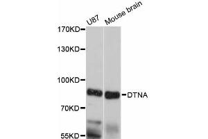 Western blot analysis of extracts of various cell lines, using DTNA antibody (ABIN6292450) at 1:3000 dilution. (DTNA anticorps)