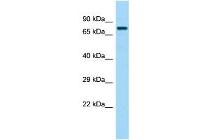 Host: Rabbit Target Name: FASTKD3 Sample Type: 721_B Whole Cell lysates Antibody Dilution: 1.