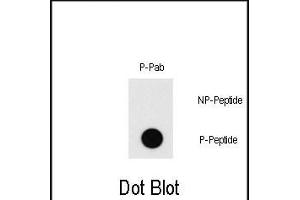 Dot blot analysis of Phospho-MEF2C-T20 Pab (Cat. (MEF2C anticorps  (pThr20))