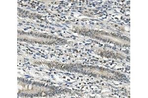 IHC analysis of EAPP using anti-EAPP antibody (ABIN7599214). (EAPP anticorps  (AA 1-285))