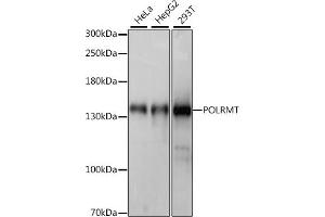 Western blot analysis of extracts of various cell lines, using POLRMT antibody (ABIN7269460) at 1:1000 dilution. (POLRMT anticorps  (AA 42-230))