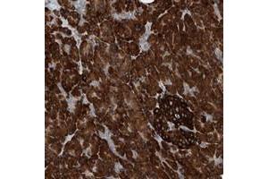 Immunohistochemical staining of human pancreas with YRDC polyclonal antibody  shows strong cytoplasmic positivity in exocrine glandular cells and Islet cells. (YRDC anticorps)