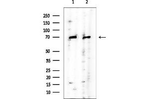 Western blot analysis of lysates from various samples, using Caldesmon Mouse Monoclonal Antibody at 1/1000 dilution.