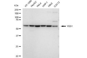 anti-V-Yes-1 Yamaguchi Sarcoma Viral Oncogene Homolog 1 (YES1) antibody