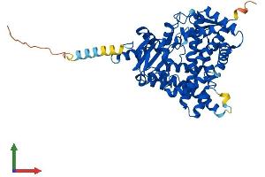 AlphaFold protein structure predicition of Human Recombinant CYP19A1 Protein, UniprotID P11511