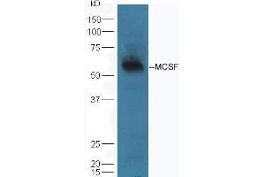 Mouse lung lysate probed with Rabbit Anti-MCSF Polyclonal Antibody  at 1:5000 90min in 37˚C (M-CSF/CSF1 anticorps  (AA 201-300))