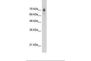 Image no. 1 for anti-Kinesin Family Member 22 (KIF22) (AA 450-499) antibody (ABIN203335) (KIF22 anticorps  (AA 450-499))