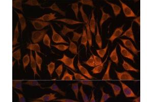 Immunofluorescence analysis of L929 cells using MRPS35 Polyclonal Antibody at dilution of 1:100.