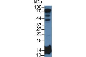 Western Blot; Sample: Human Liver lysate; Primary Ab: 2µg/mL Rabbit Anti-Human HIST2H2BE Antibody Second Ab: 0. (HIST2H2BE anticorps  (AA 2-126))