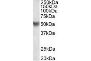 AP31706PU-N (0. (APOH anticorps  (Internal Region))