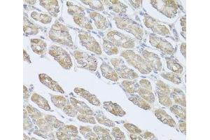 Immunohistochemistry of paraffin-embedded Mouse stomach using MSMB Polyclonal Antibody at dilution of 1:100 (40x lens). (MSMB anticorps)