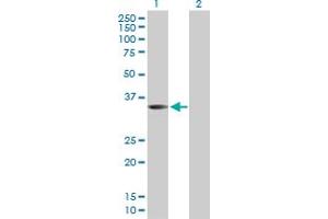Western Blot analysis of WNT9B expression in transfected 293T cell line by WNT9B MaxPab polyclonal antibody.