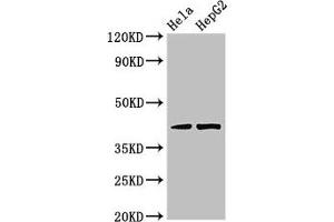 Western Blot Positive WB detected in: Hela whole cell lysate, HepG2 whole cell lysate All lanes: PRKACG antibody at 3. (PRKACG anticorps  (Catalytic Subunit gamma))