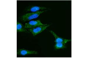 IF analysis of Caveolin-2 using anti-Caveolin-2 antibody (ABIN3043749).
