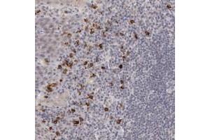 Immunohistochemical staining of human tonsil with RGAG1 polyclonal antibody  shows strong cytoplasmic positivity in a subset of lymphoid cells outside reaction centra). (RGAG1 anticorps)