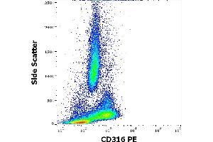 Flow cytometry surface staining pattern of human peripheral whole blood stained using anti-human CD316 (8A12) PE antibody (10 μL reagent / 100 μL of peripheral whole blood). (IGSF8 anticorps  (PE))