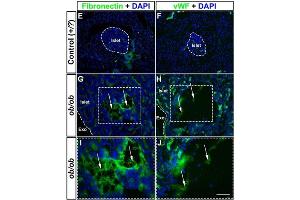 Immunohistochemistry of Anti-Fibronectin Antibody.