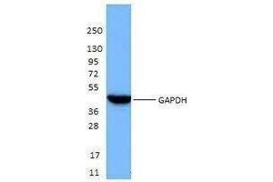 Western Blotting (WB) image for anti-Glyceraldehyde-3-Phosphate Dehydrogenase (GAPDH) antibody (ABIN2666339) (GAPDH anticorps)