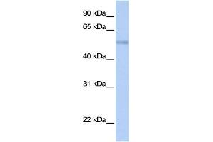 WB Suggested Anti-ZNF434 Antibody Titration:  0. (Zinc Finger and SCAN Domain Containing 32 (ZSCAN32) (N-Term) anticorps)