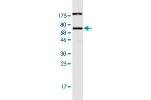 Western Blot detection against Immunogen (63.
