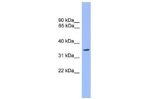 Western Blot showing OR2C3 antibody used at a concentration of 1. (OR2C3 anticorps  (C-Term))