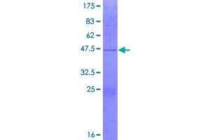 Image no. 1 for Mitochondrial Ribosomal Protein L43 (MRPL43) (AA 1-159) protein (GST tag) (ABIN1311332)